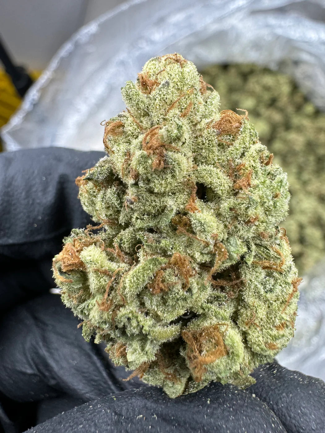 PUNCH PÚRPURA - THCa - NUBE NUEVE