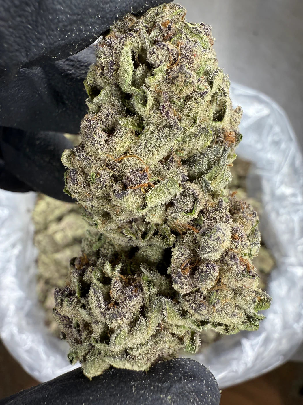 TROPICANA COOKIES - THCa - STRATOSPHERE